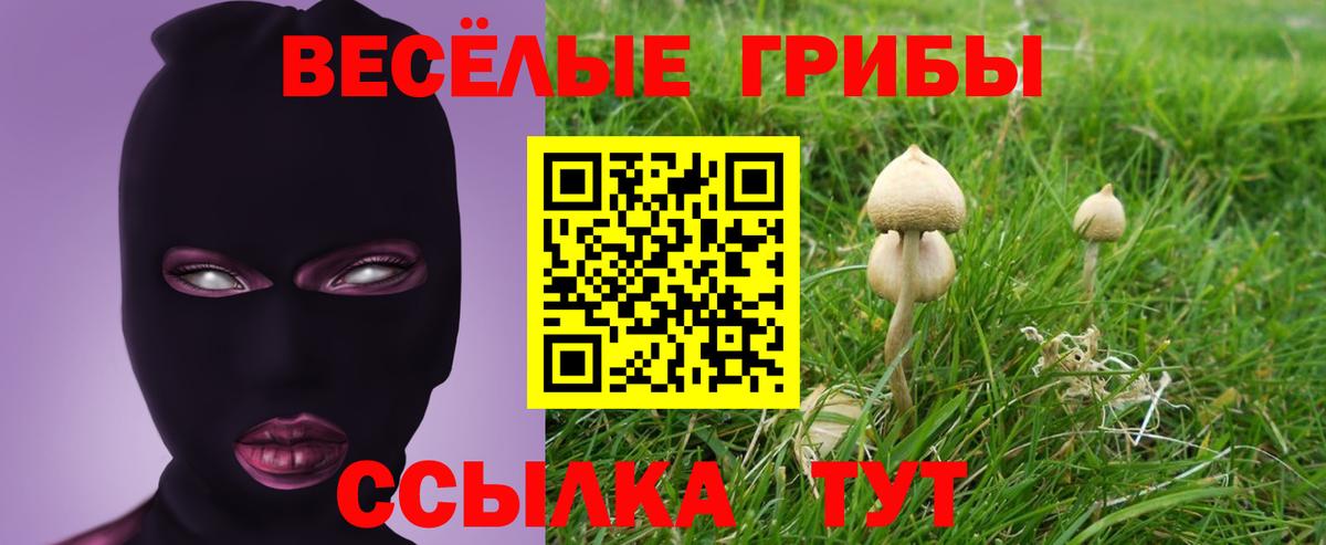 Зеленогорск  Псилоцибиновые грибы Cubensis  Вход с VPN 